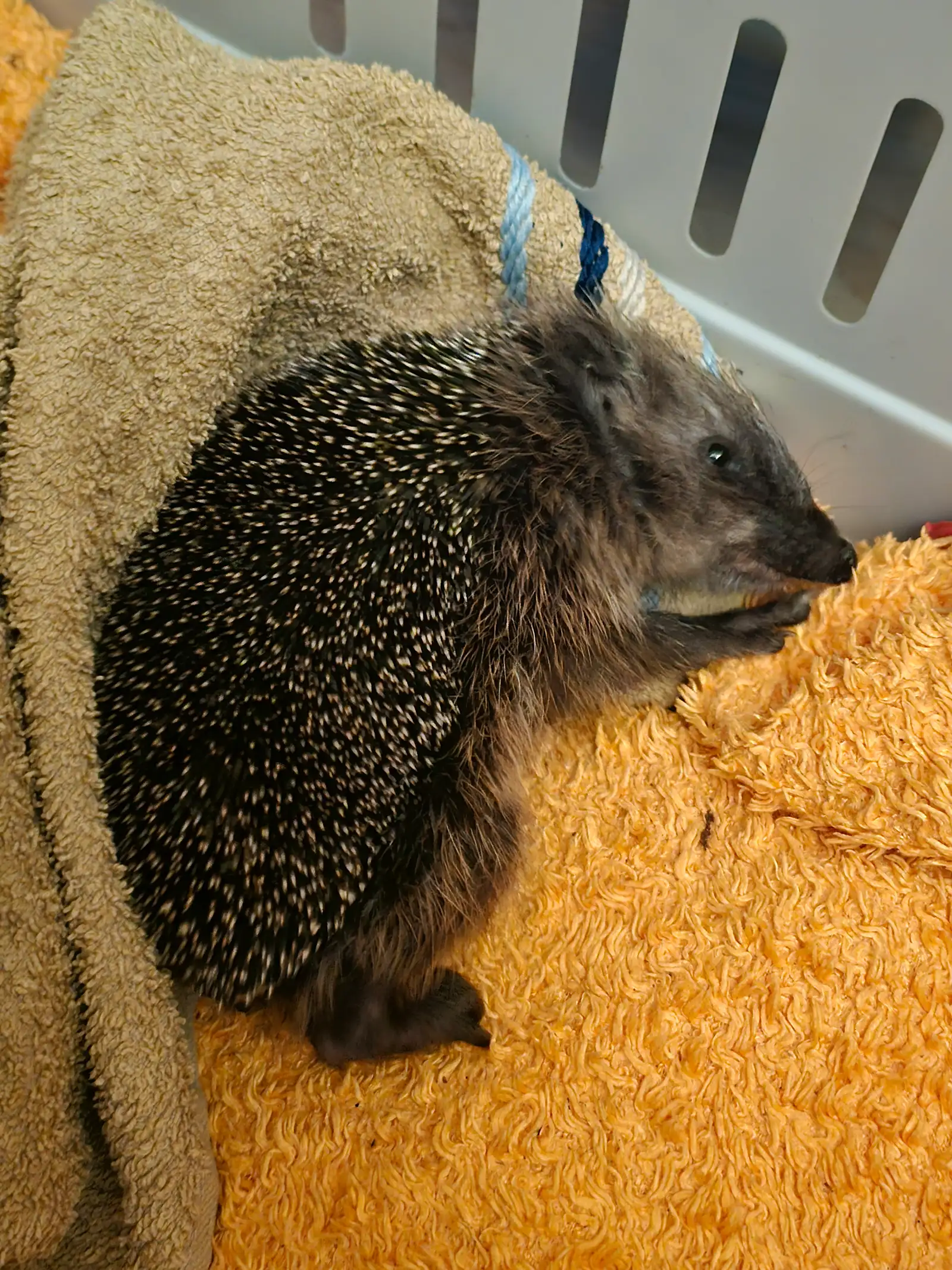 „Holly Freitag“ – Hilfe für ein kleines Igelmädchen