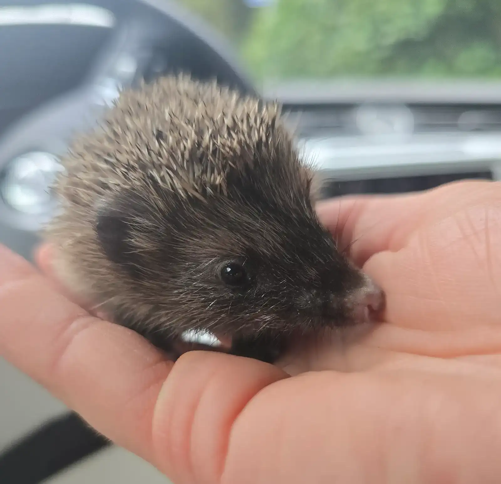Zu Besuch beim Zentrum für Ökologie, Natur- und Umweltschutz in Buch (ZÖNU) – Hilfe für Knöpfchen