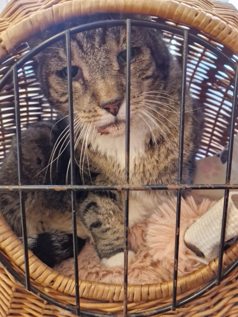 Starke Hilfe für Streuner Paule