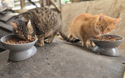 Eisige Zeiten für die Streuner- Wir benötigen eure Hilfe