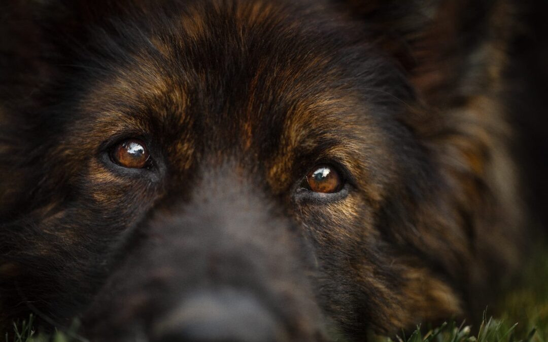 Wiederholungstäter mit Herz- nochmal 1.000,00 Euro für den Tierschutz von AVMakler Firmenich Assekuranz GmbH