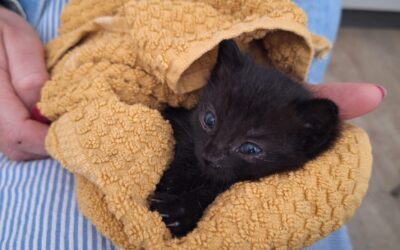 Sicherungsbericht – Kitten in Notlage