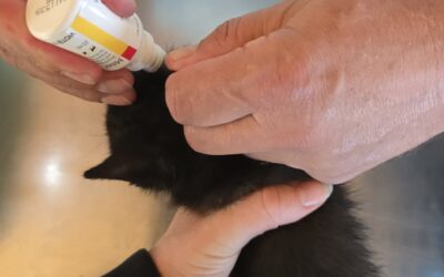 Tierpatenschaften ermöglichen medizinische Behandlungen und sichern die Grundversorgung notleidender Tiere