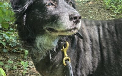 Helft Blacky – Spenden für Blackys Operation