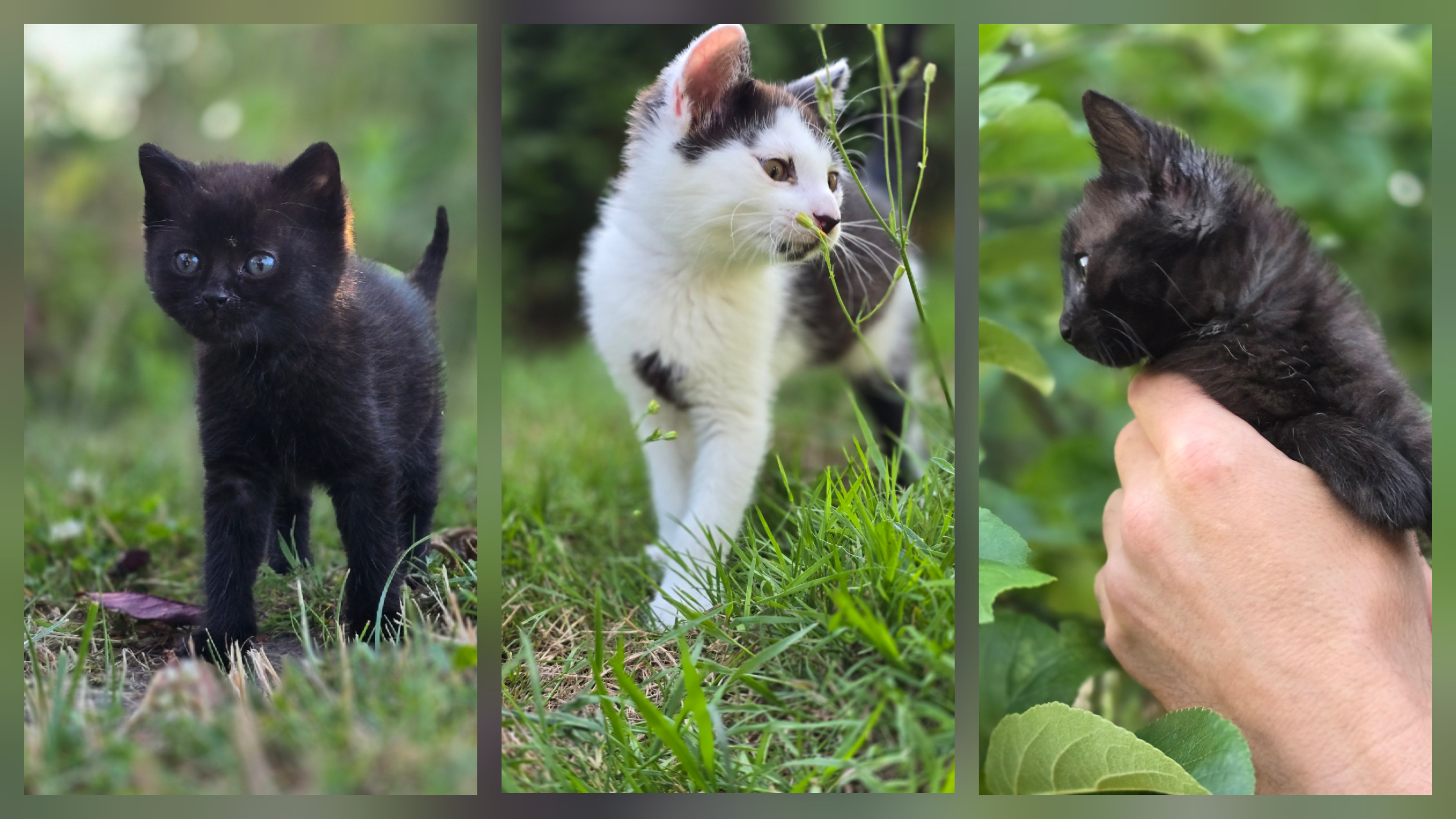 Mali, Mimi & Maiky- Unsere Wunder auf vier Pfoten entwickeln sich prächtig