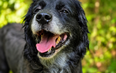 Wir konnten nicht länger warten: Blacky wurde operiert