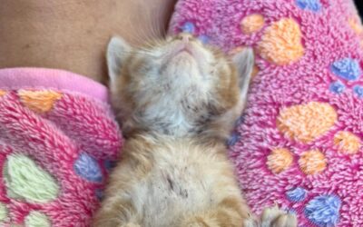 Guzzo- wie ein kleiner Kater sein Glück herbeirief