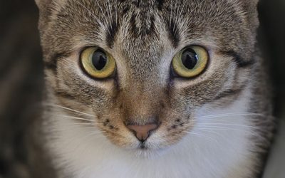Chippen & Registrieren von Freigängern und Streunerkatzen im Elbeland Tangermünde